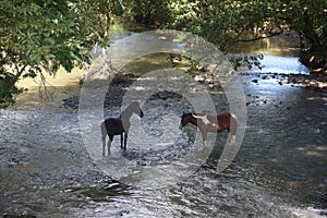 Wild horses in a country river in Costa Rica