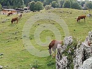Wild horses and cows graze together on the fresh green grass