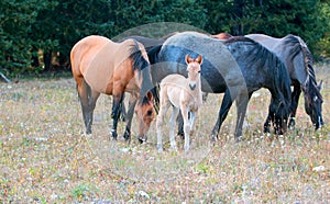 Wild Horses - Curious Baby foal colt with mother and herd in the Pryor Mountains Wild Horse Range in Montana USA