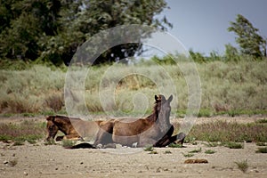 wild horses in the Danube delta