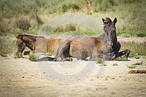 wild horses in the Danube delta