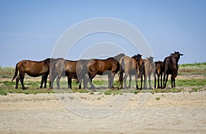 wild horses in the Danube delta