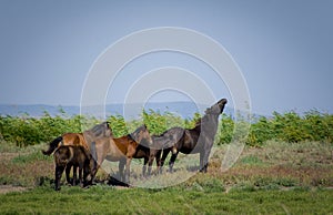 wild horses in the Danube delta