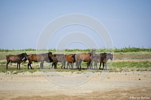 wild horses in the Danube delta