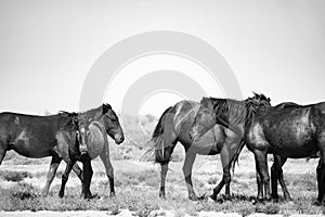 wild horses in the Danube delta