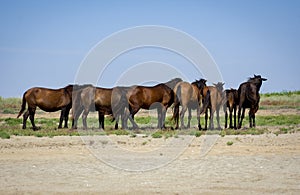 wild horses in the Danube delta