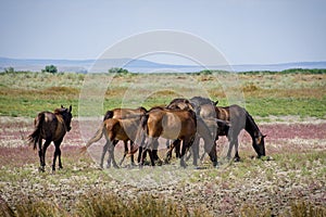 wild horses in the Danube delta