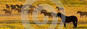 Wild horses at dawn on the prairies