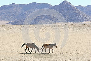 Wild feral horses desert mountains, Namibia, Africa