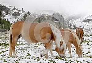 Selvaggio cavalli montagne 