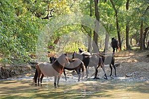 Wild horses drinking in Letea forest from Danube Delta in Romania