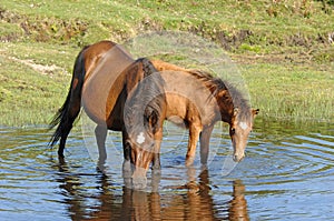 Wild horses drinking in pond