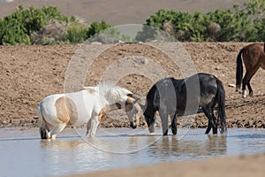 Wild horses Drinking at a Pond