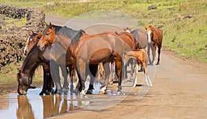 Wild horses drinking in a puddle of water along a road in the interior of Easter Island, Chile