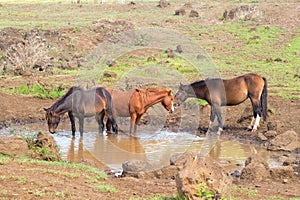 Wild horses drinking in a puddle of water along a road in the interior of Easter Island, Chile