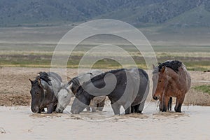 Wild Horses Drinking at a Pond