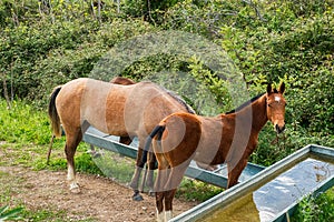 Wild horses drinking water