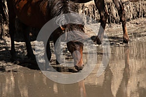 Wild horses drinking water from a small lake