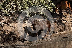 Wild horses drinking water from a small lake