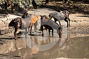 Wild horses drinking water from a small lake