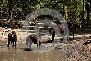 Wild horses drinking water from a small lake