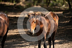 Wild horses drinking water from a small lake