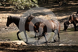 Wild horses drinking water from a small lake