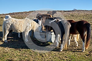 Wild horses drinkink water in the field. Close up