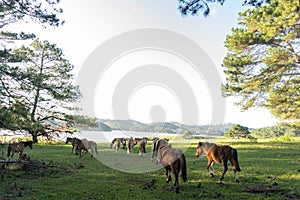 Wild horses eat the glass by the lake