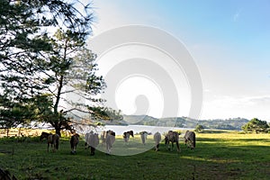 Wild horses eat the glass by the lake