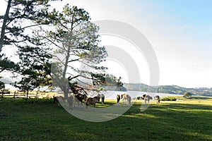 Wild horses eat the glass by the lake