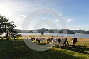 Wild horses eat the glass by the lake