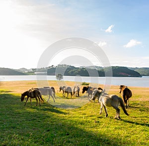 Wild horses eat the glass by the lake