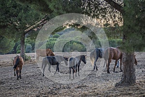 Wild horses eating