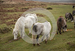 Wild horses eating chopped up raw vegetables