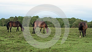 Wild horses eating grass in a meadow or field, New Forest, Hampshire, England