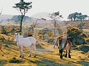 Wild horses family on the mountain