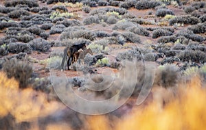 Wild horses feed in the landscape of Monument Valley.