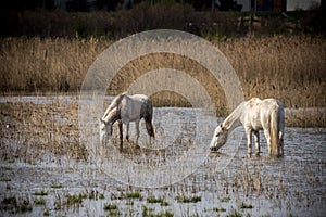 2 wild horses feeding in a pond