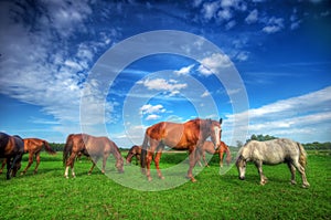 Wild horses on the field