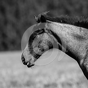 Wild horses in the field - monochrome