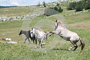 Wild horses fight