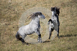 Wild horses fight