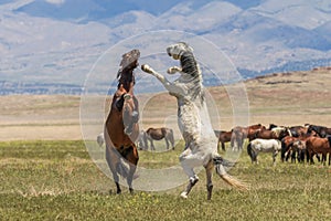 Wild Horses Fighting