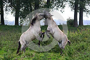 Wild horses fighting