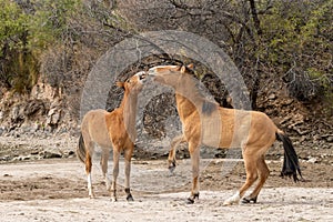 Wild Horses Fighting in the Arizona Desert