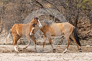 Wild Horses Fighting in the Desert