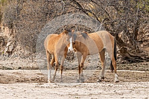 Wild Horses Fighting in the Desert