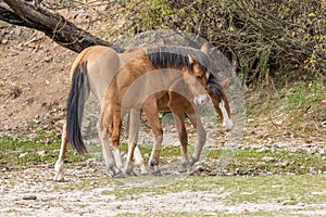 Wild Horses Fighting in the Desert