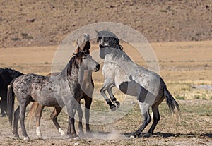 Wild Horses Fighting in Utah in Summer